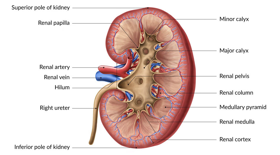Diabetic Kidney Disease